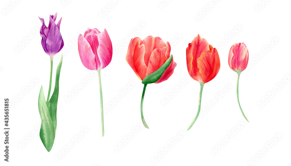 Watercolor tulips set. Botanical illustration with spring violet, red, and orange flowers and leaves