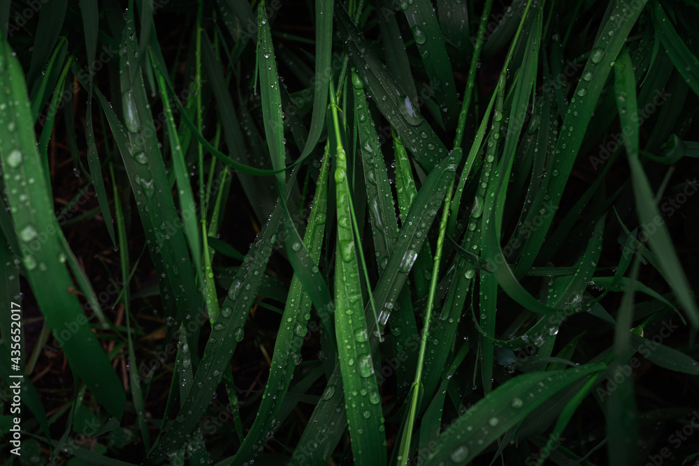 Fototapeta premium Green grass with raindrops background. Top view.