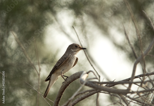 Spotted Flycatcher on a tree at Asker marsh, Bahrain