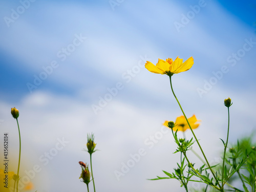 yellow cosmos flower against bright blue sky background 