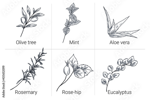 Set of hand drawn illustrations with olive tree branch, pepper mint leaves, aloe vera plant, rosemary, rose hip and eucalyptus, herbal medicine, floral collection