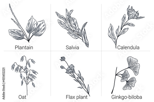 Set of hand drawn illustrations of medical plants, calendula, ginkgo biloba, oat plant, plantain, salvia, flax plant