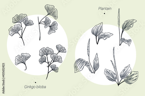 Collection of hand drawn illustrations, ginkgo biloba leaves and branches, plantain leaves, herbal medicine