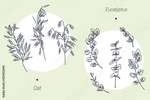 Set of hand drawn oat and eucalyptus illustrations
