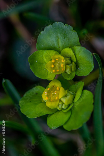 Chrysosplenium alternifolium plant macro shoot 