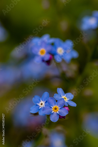 Fototapeta Naklejka Na Ścianę i Meble -  Myosotis flowers in the garden
