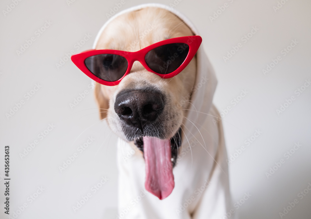 dog in a white sweater and red sunglasses yawns funny, sitting on a white background. Funny golden retriever in clothes for cards, notebooks and calendars.