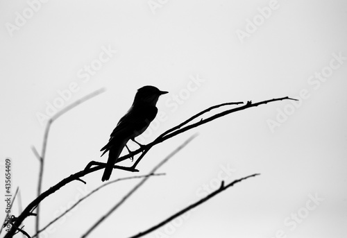Silhouette of a Spotted Flycatcher at Asker marsh