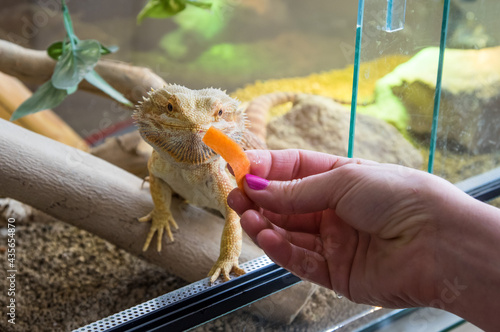 Feeding of male Bearded dragon (pogona) by fruit and vegetables