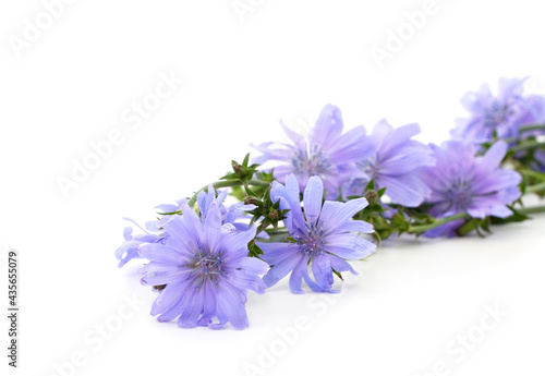 Blue chicory flowers lie.
