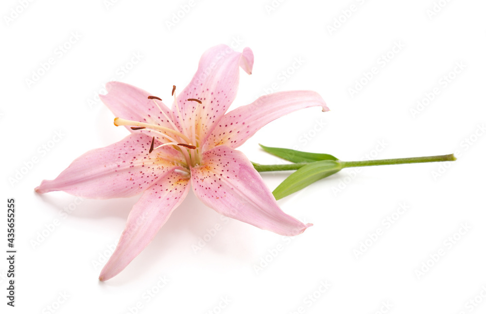 Delicate pink lily with leaves.