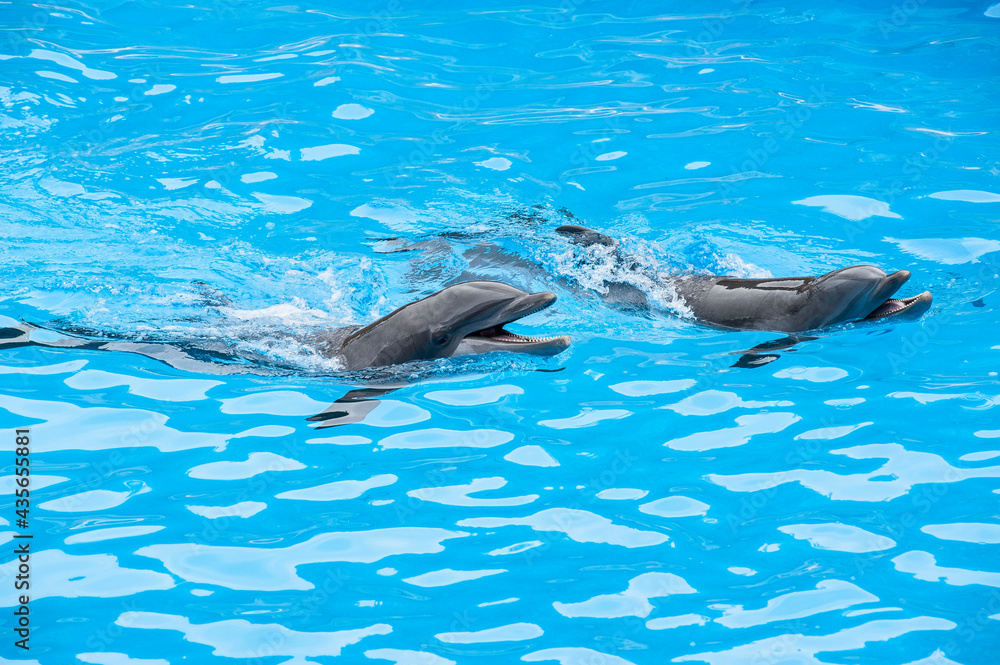 Naklejka premium Delfine im Wasser, Pool, Gefangenschaft