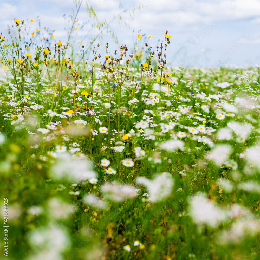 Wildflowers close-up. Panoramic view of the blooming chamomile field. Floral pattern. Setomaa, Estonia. Environmental conservation, gardening, alternative medicine, ecotourism