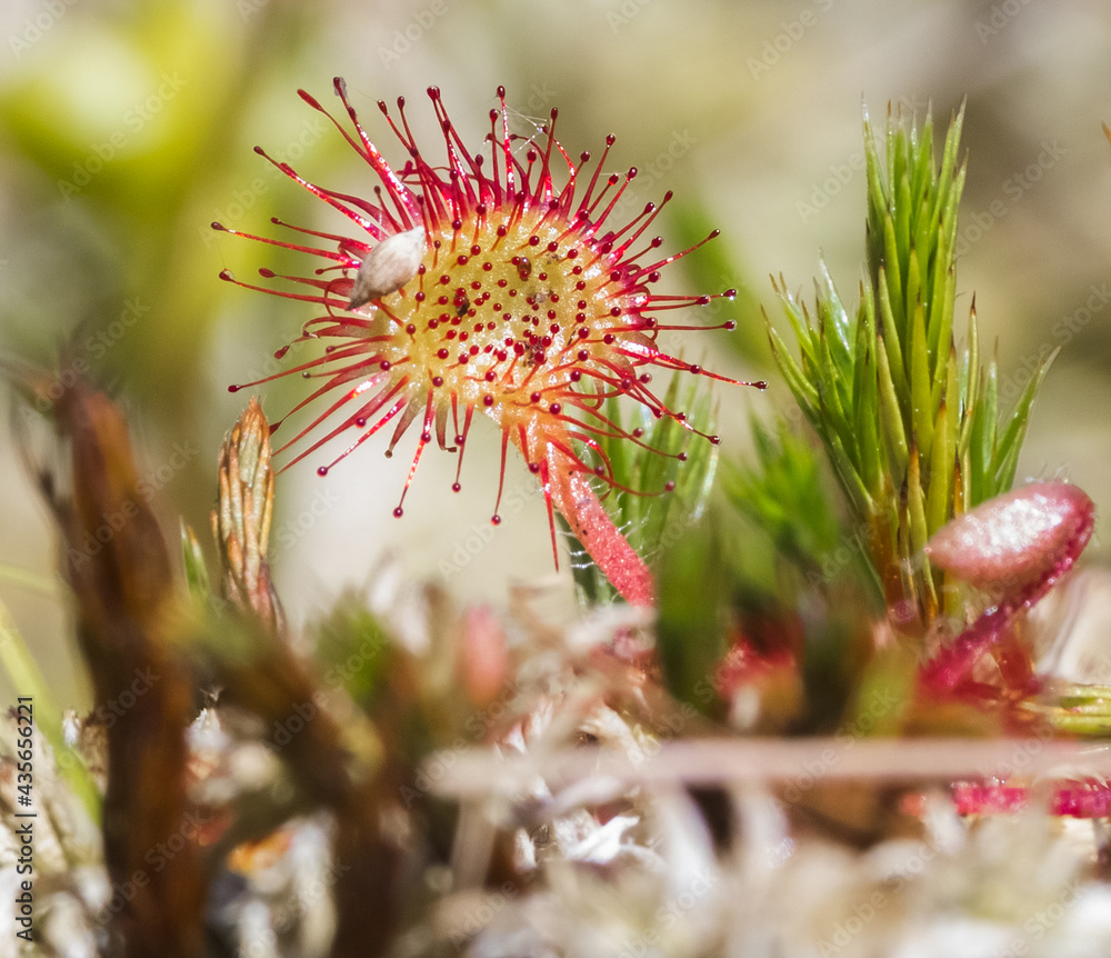 Round-leaved pot (Drosera rotundifolia). A beautiful insectivorous plant. Round-leaved pot (Drosera rotundifolia). A beautiful insectivorous plant.