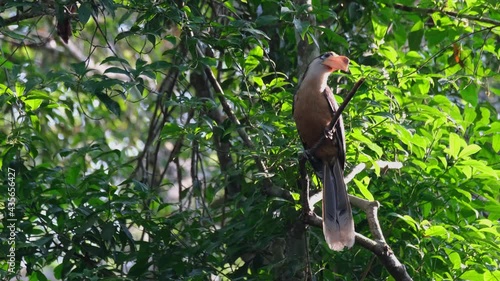 Austen's Brown Hornbill, Anorrhinus austeni, Khao Yai National Park; seen perched on a branch in the forest twisting its head around as it looks to its surroundings carefully before going to the nest. photo