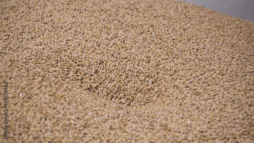MALT FUNNELING DOWN INTO GRINDER DURING BEER BREWING PROCESS IN A BREWERY MALT FUNNELING DOWN INTO GRINDER DURING BEER BREWING PROCESS IN A BREWERY