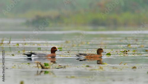 Obraz na plátně Eurasian wigeon or widgeons are a group of birds, dabbling ducks currently class