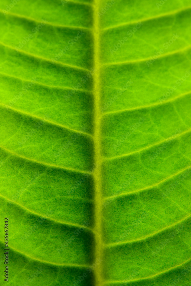 Green leaf texture. Abstract natural green background. Green leaf texture. Abstract natural green background.