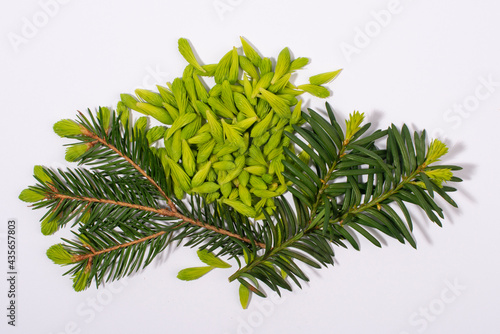 Spruce tips and fir and hemlock twigs isolated on white background.
