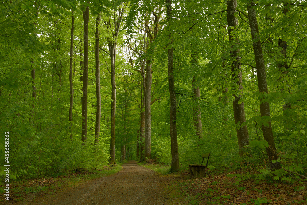 Fototapeta premium ein Waldweg mit einer Sitzbank im frischen grünen Wald im Frühling
