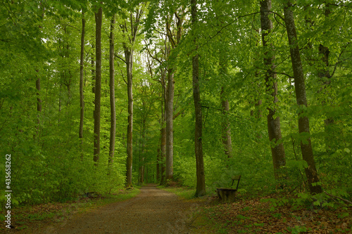 ein Waldweg mit einer Sitzbank im frischen grünen Wald im Frühling