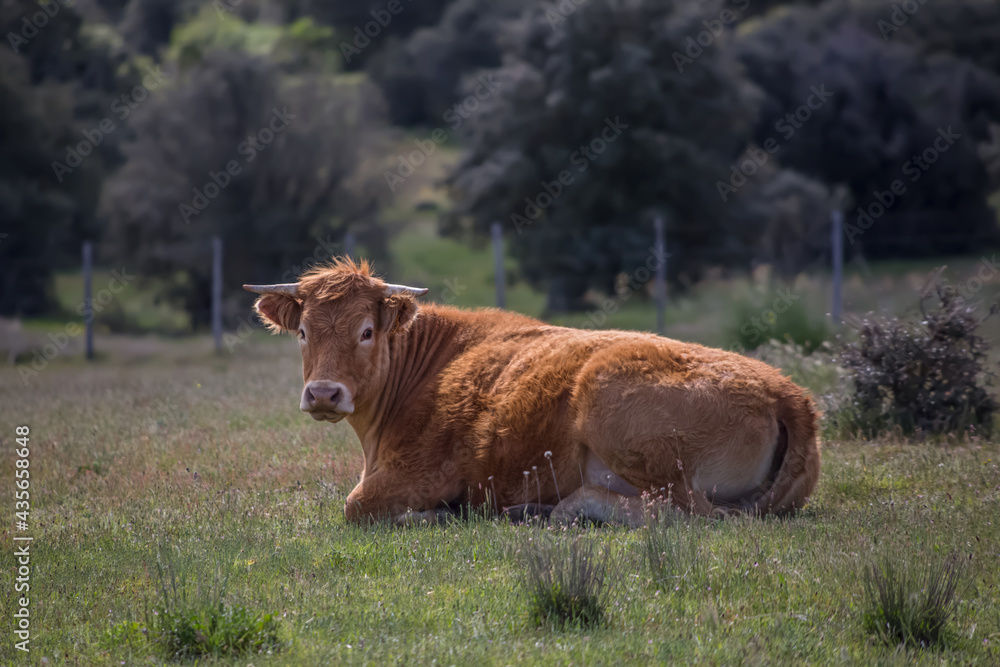 Detailed view of cow lying in pasture, beef cattle, spanish farmland Detailed view of cow lying in pasture, beef cattle, spanish farmland