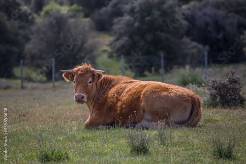 Detailed view of cow lying in pasture, beef cattle, spanish farmland