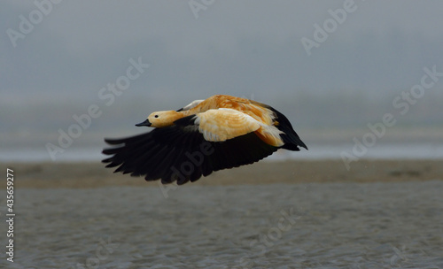 redy shelduck nird in a lake for rest photo