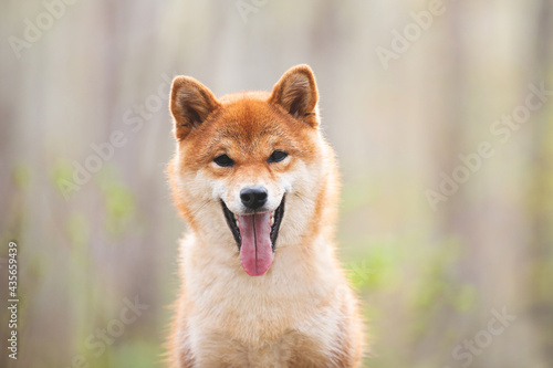 Cute and happy shiba inu dog sitting in the forest at sunset. Red shiba inu female in spring