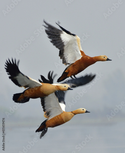 ruddy shelduck bird in a lake