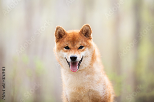 Beautiful and happy shiba inu dog sitting in the forest at sunset. Red shiba inu female in spring