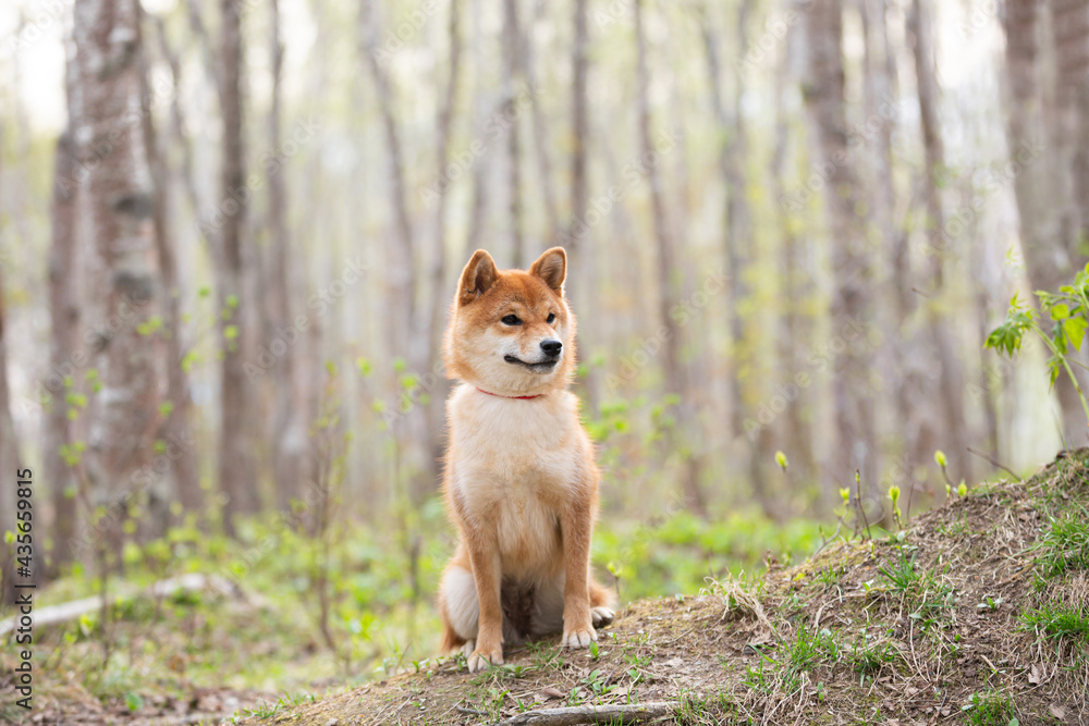 Beautiful and happy shiba inu dog sitting on the grass in the forest at sunset. Cute Red shiba inu female