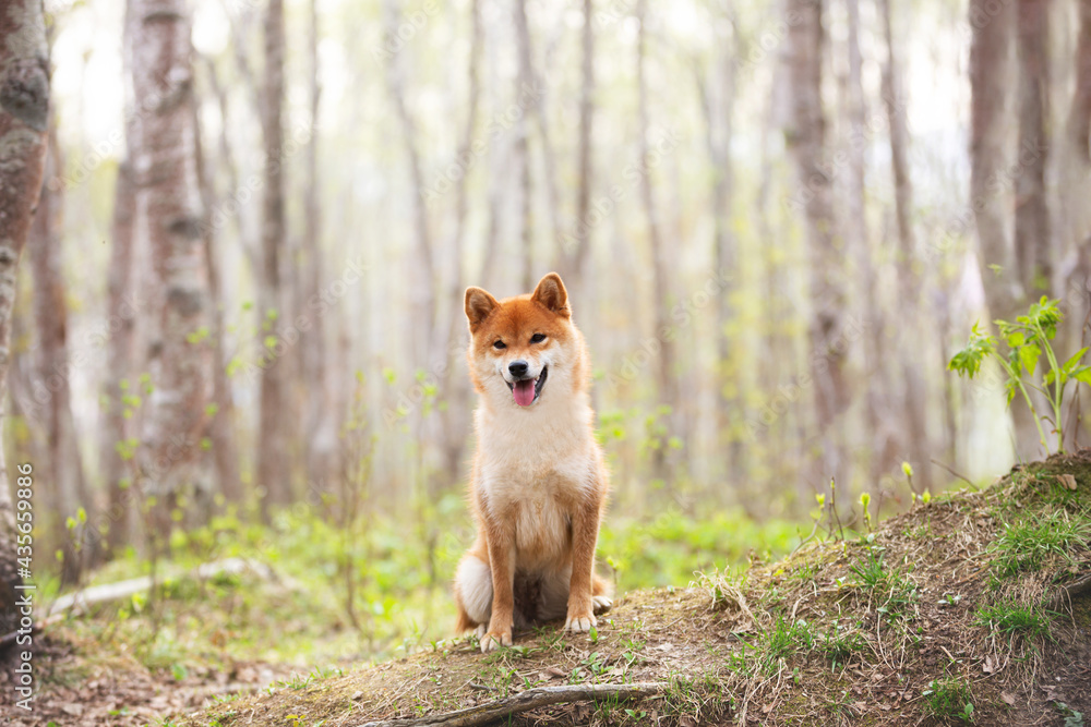 Beautiful and happy shiba inu dog sitting on the grass in the forest at sunset. Cute Red shiba inu female