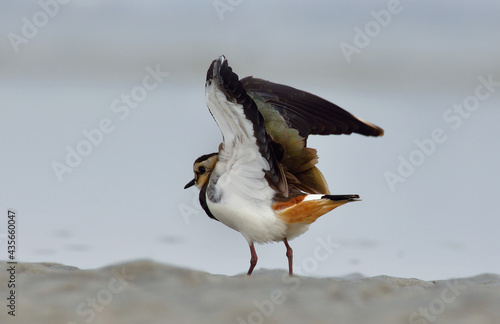 nothern lapwing bird in a lake