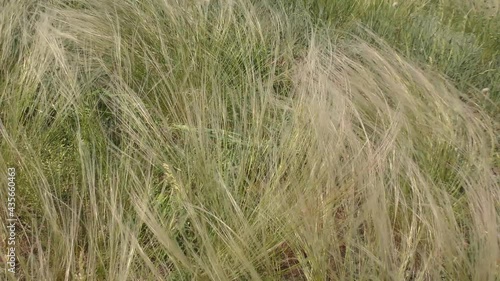 Feather grass (Lat. Stipa) in the spring steppe  photo