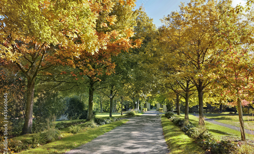 Fototapeta premium alley in a beautiful park borded by colorful foliage of trees in autumn a sunny day