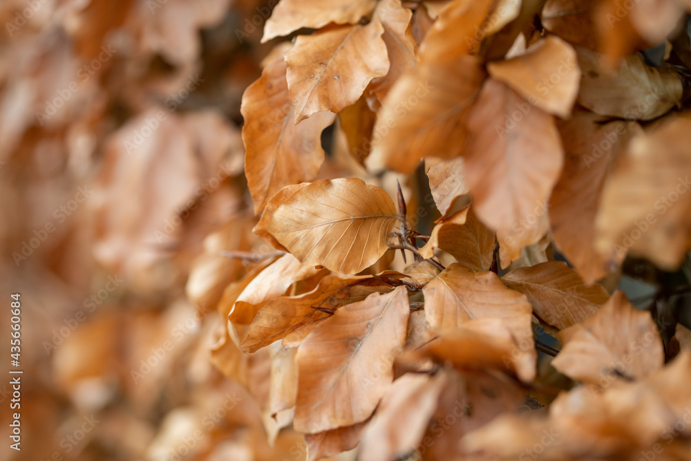 autumn leaves on the ground autumn leaves on the ground