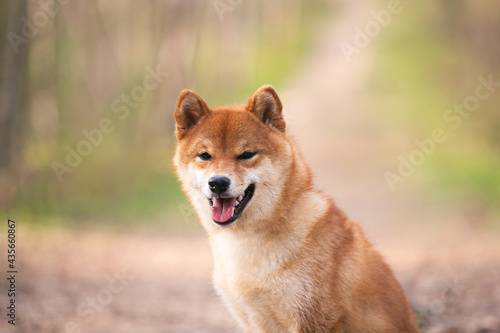 Beautiful and happy shiba inu dog sitting on the path in the forest at sunset. Red shiba inu female in spring