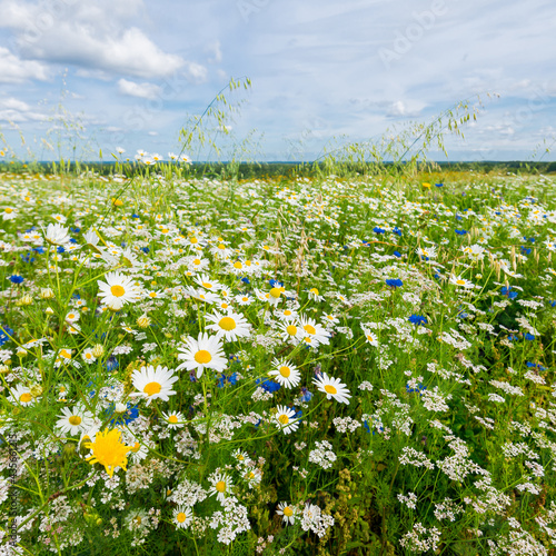 Wildflowers close-up. Panoramic view of the blooming chamomile field. Floral pattern. Setomaa, Estonia. Environmental conservation, gardening, alternative medicine, ecotourism photo