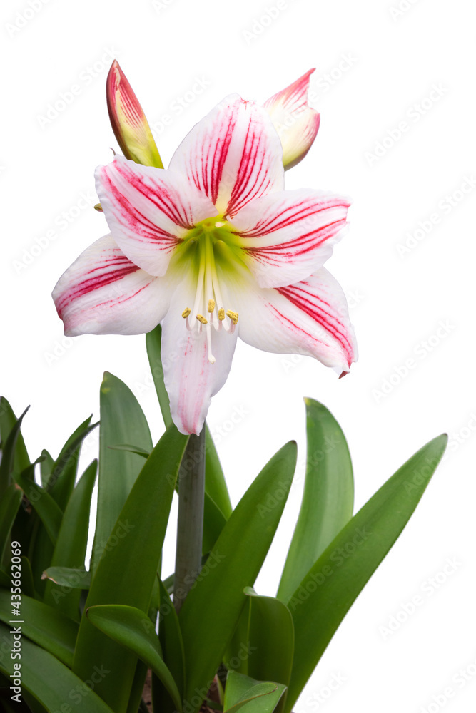 Naklejka premium amaryllis isolated white background