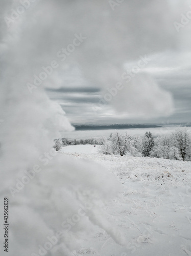 Winter snow covered landscape with long white trees. Idylic scenery of frozen and cold forest in winter time. © Matt Benzero