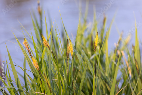 Rushes on the edge of a stream bloom in the spring