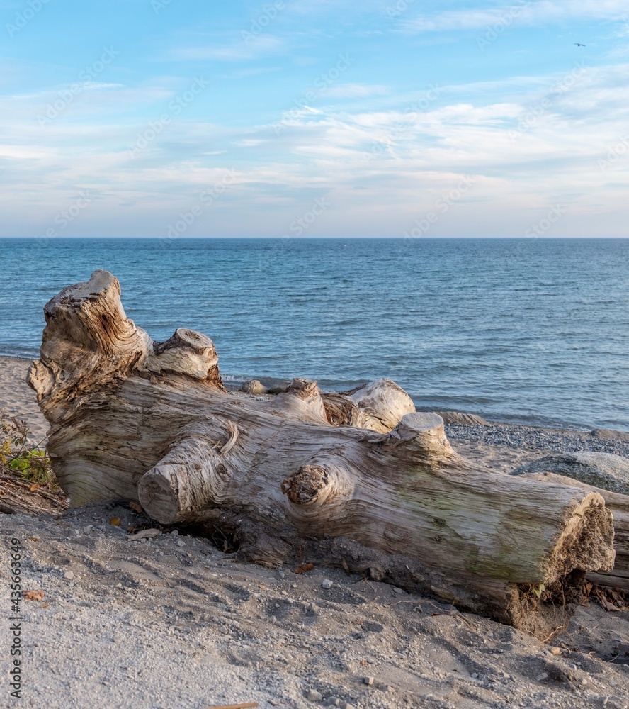 tree log on the beach