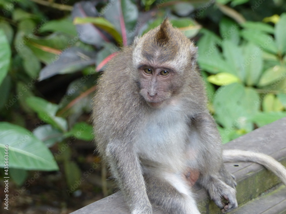 singe à bali