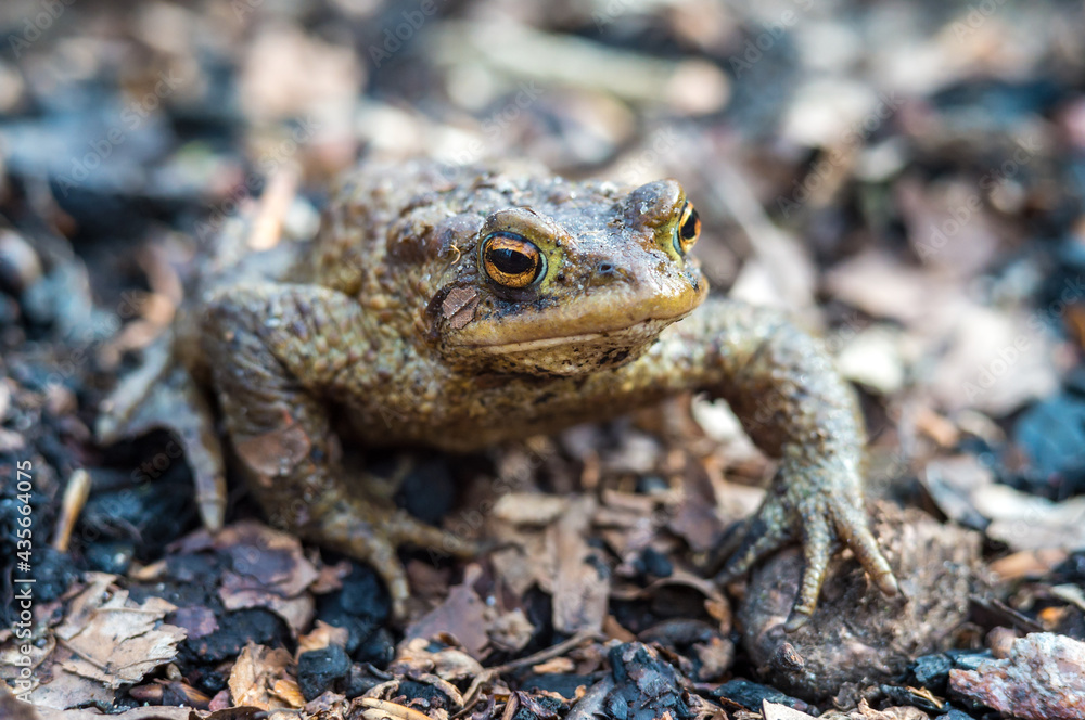Forest Toad. A frog in the woods. Amphibian jumping through the woods. The toad moves to the lake. Forest Toad. A frog in the woods. Amphibian jumping through the woods. The toad moves to the lake.