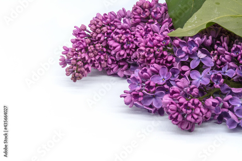 Lilac flowers on a white background. A blossoming branch of lilacs. A cluster of purple flowers.