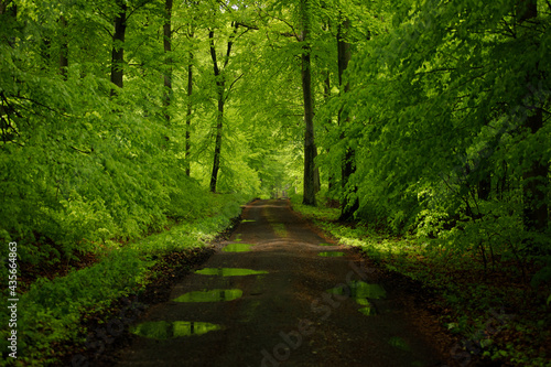 path in the forest