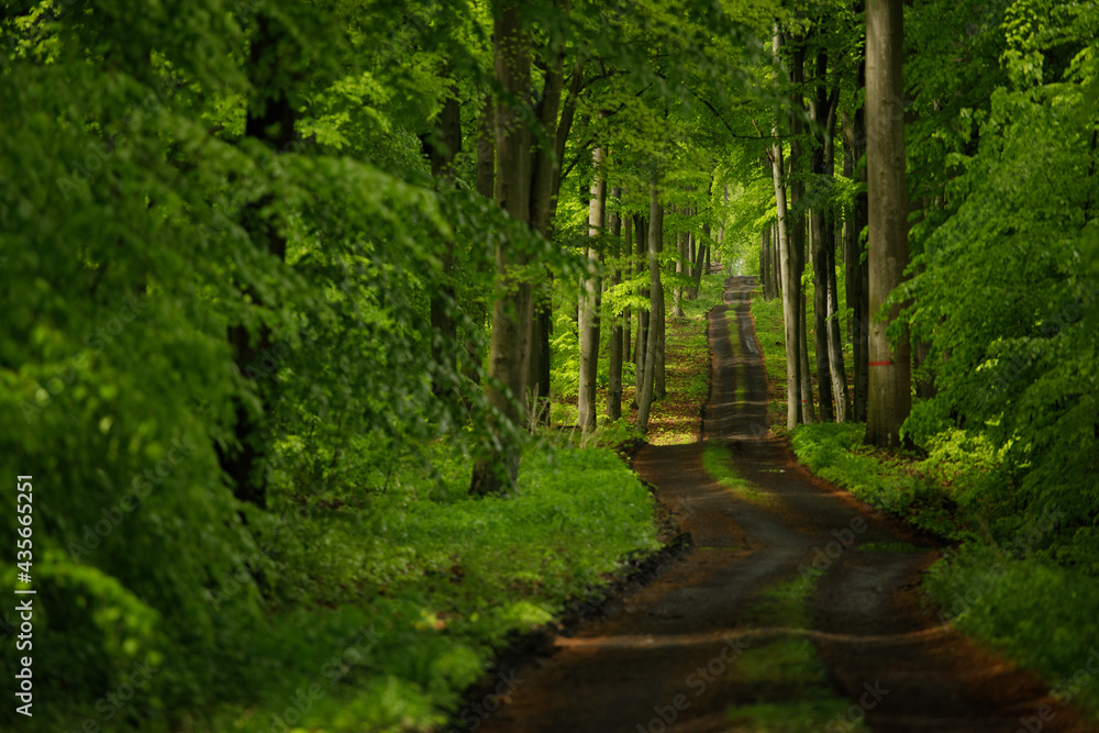 Obraz premium tunnel in the forest