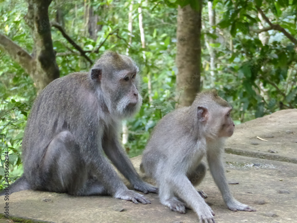 singe à bali singe à bali