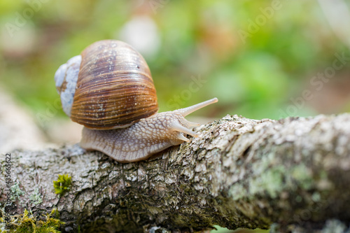 Burgundy snail (Helix pomatia) crawling on branch in forest